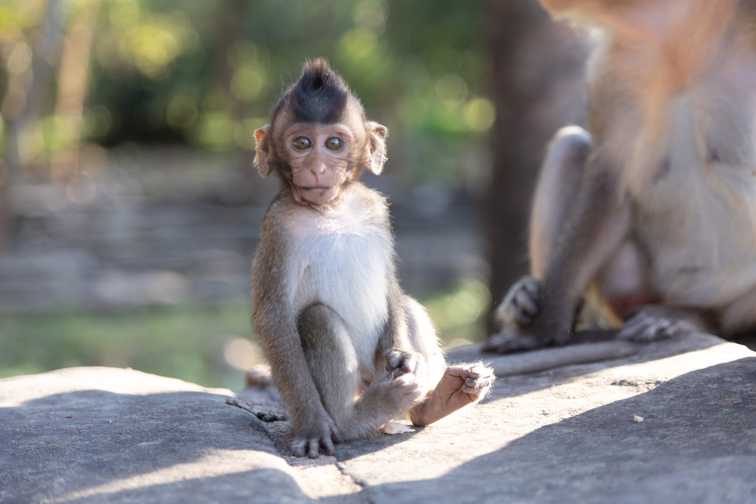 Young monkey, Elsewhere Is Here series — photograph by Jo Allaux