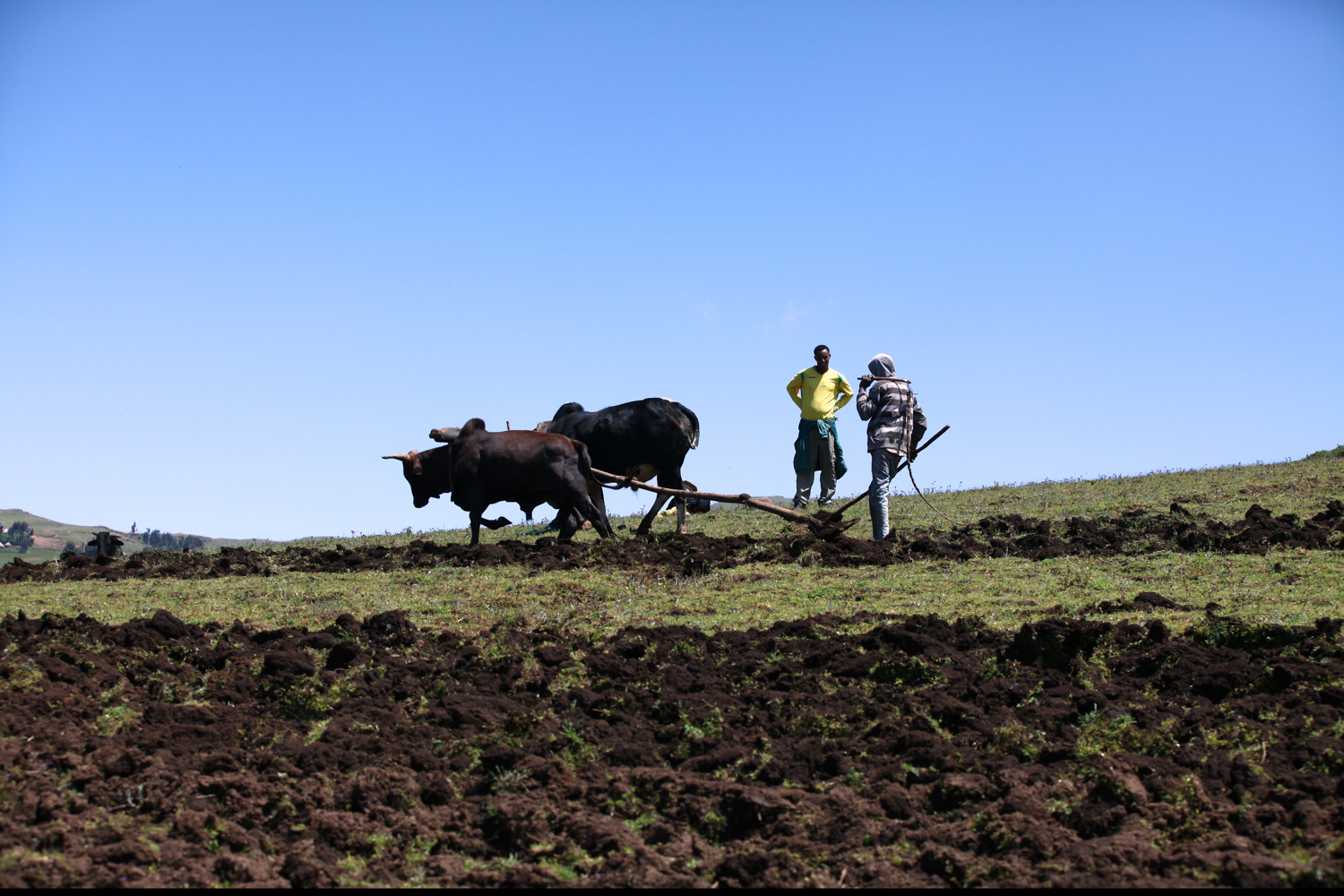 Work on the land, Elsewhere Is Here series — photograph by Jo Allaux