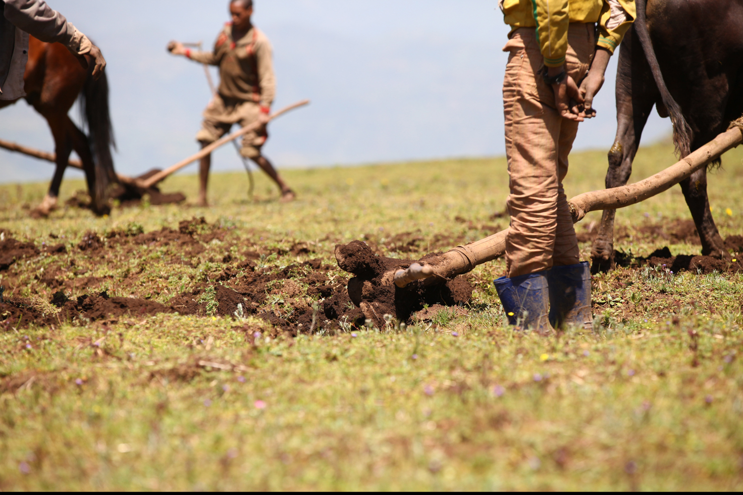 Detail of work on the land, Elsewhere Is Here series — photograph by Jo Allaux